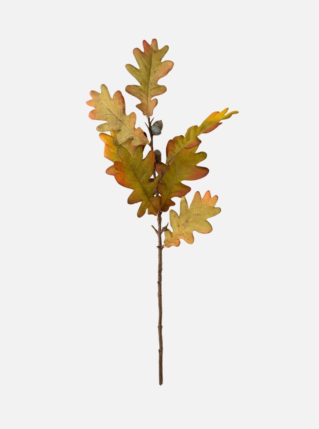 OakLeafStem1