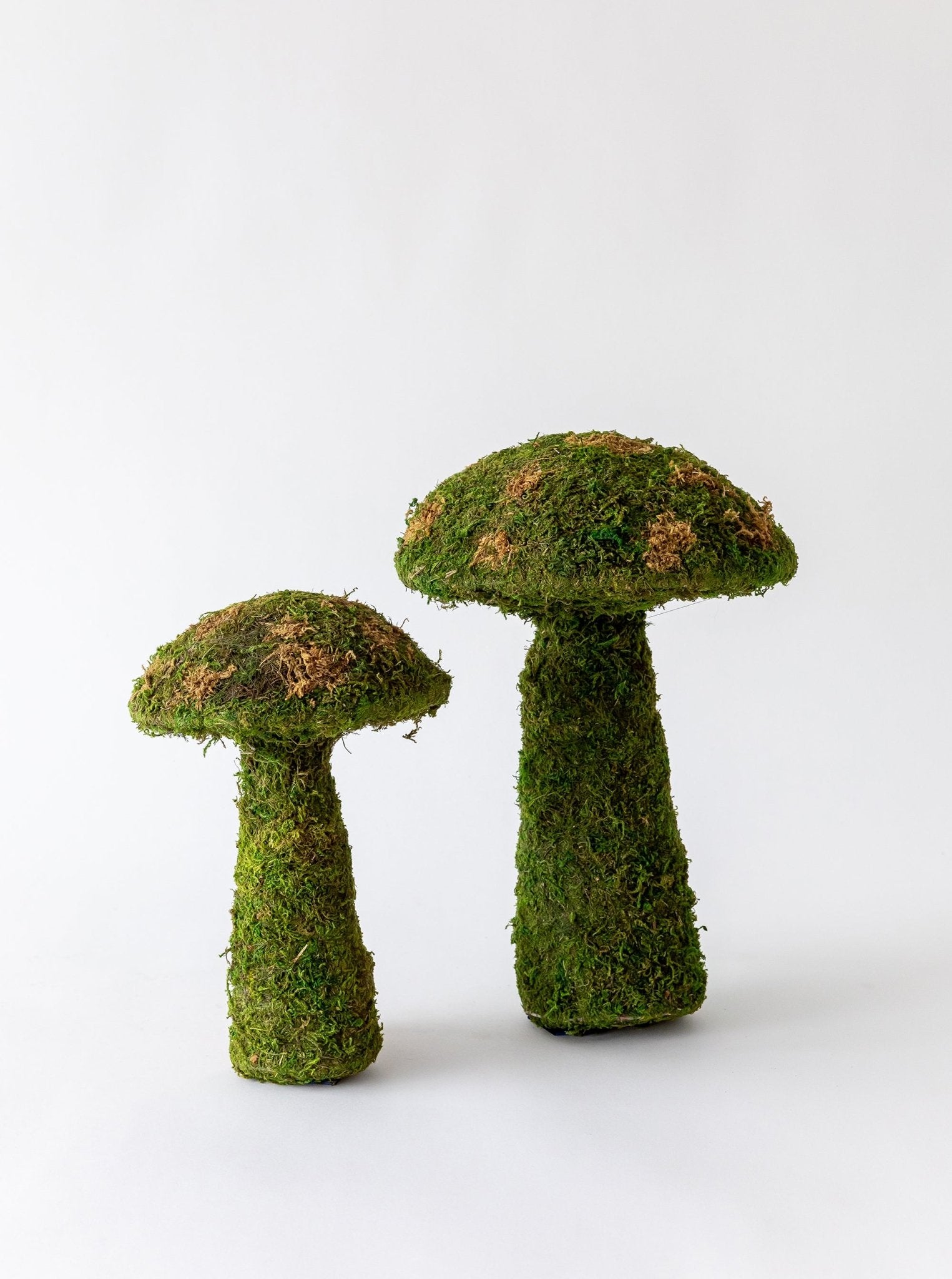 moss-mushrooms-316587